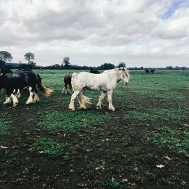 Processed with VSCO with q2 preset